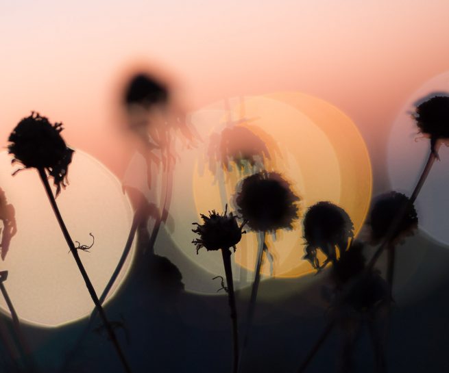 Valokuvaaja Lahti – Luontokuvaus Petri Koivisto