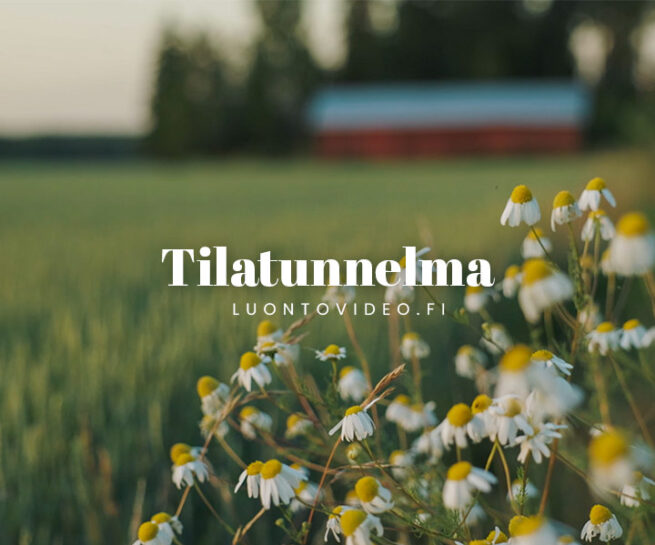 Tilatunnelma luontovideo.fi
